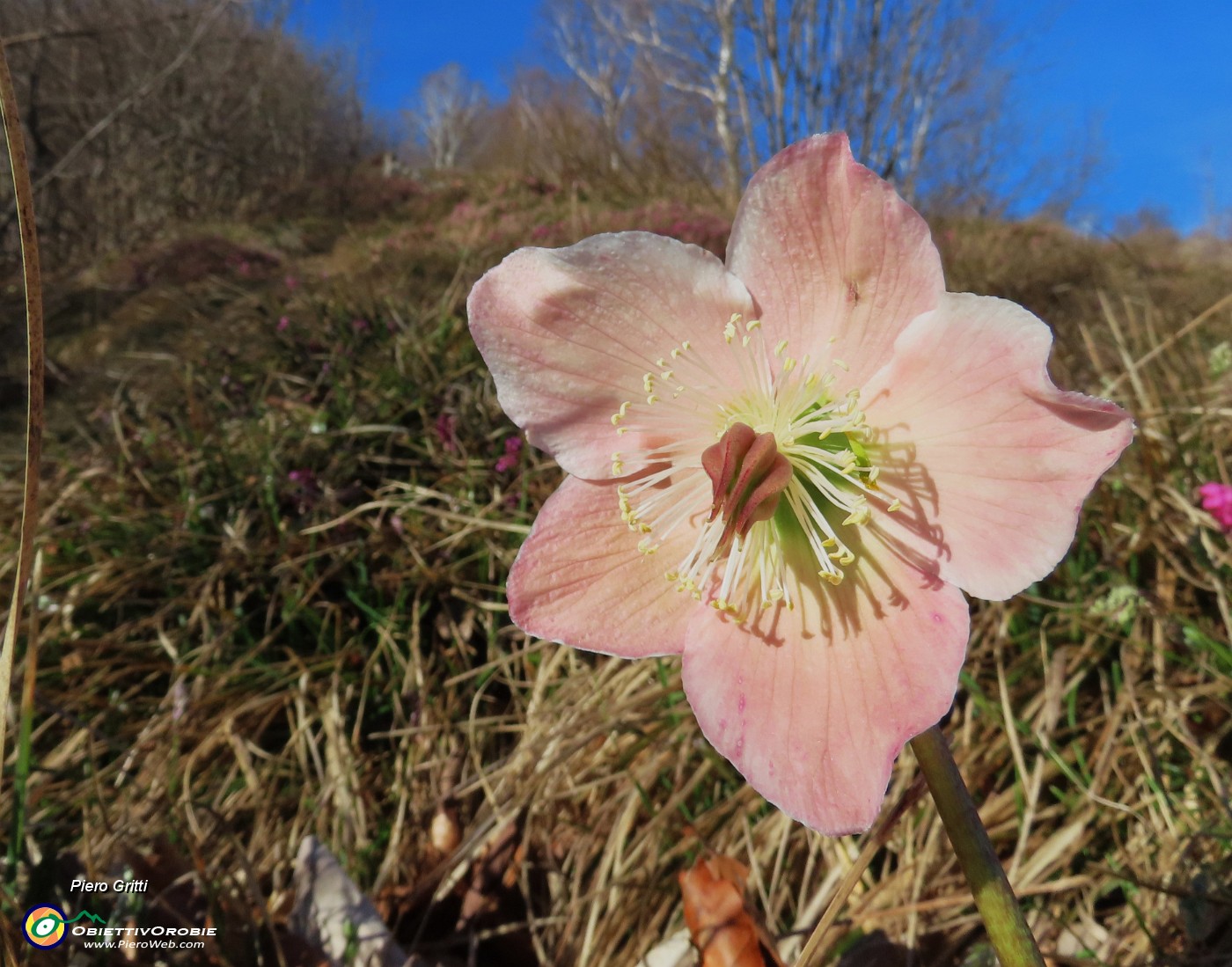 22 Helleborus niger (Elleboro) verso la fruttescenza.JPG